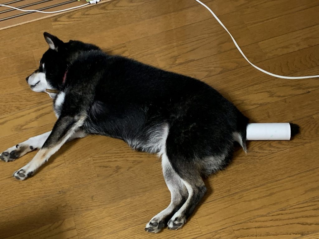 最近の我が家の愛犬リンちゃん。