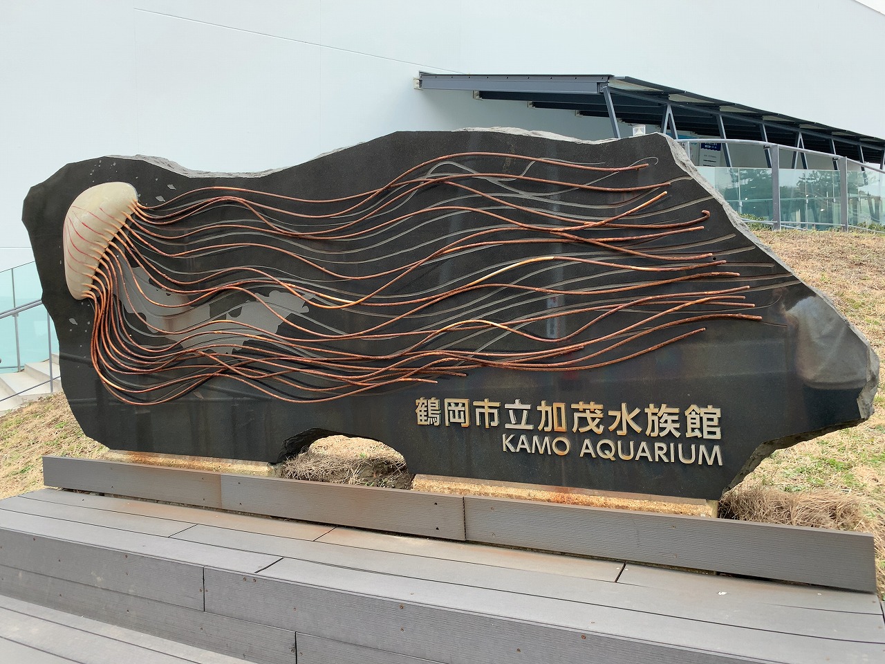 加茂水族館でクラゲを見て来た!