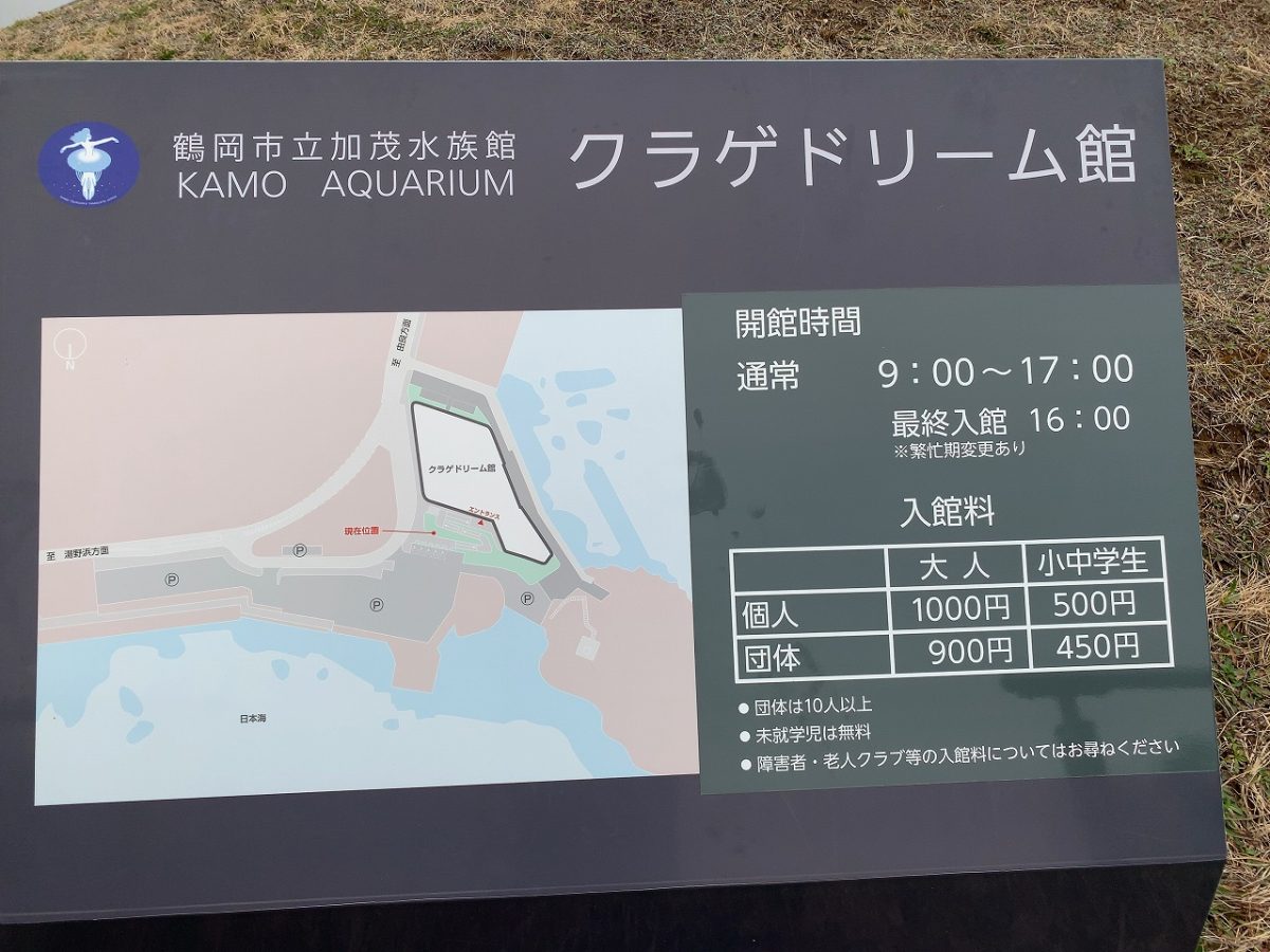 加茂水族館でクラゲを見て来た!