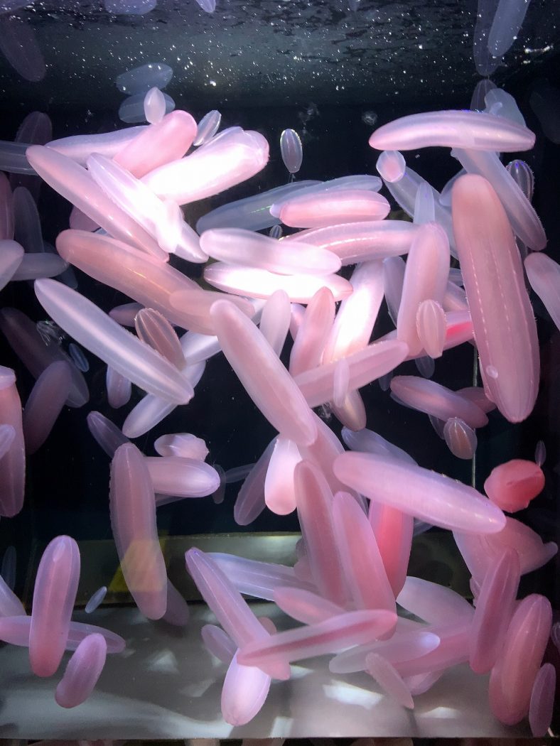 加茂水族館でクラゲを見て来た!