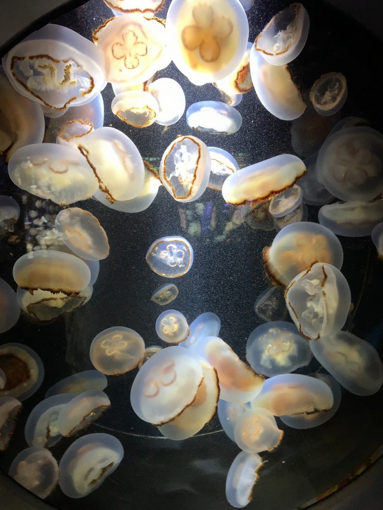 加茂水族館でクラゲを見て来た!