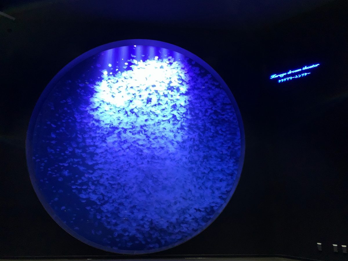 加茂水族館でクラゲを見て来た!