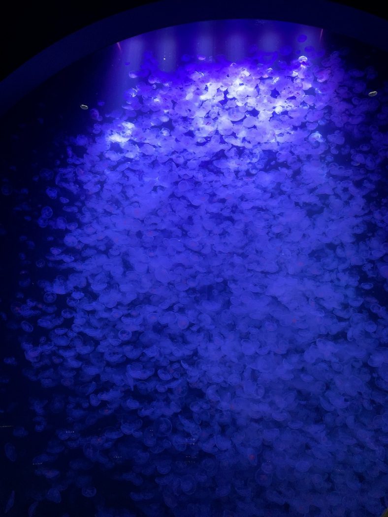 加茂水族館でクラゲを見て来た!