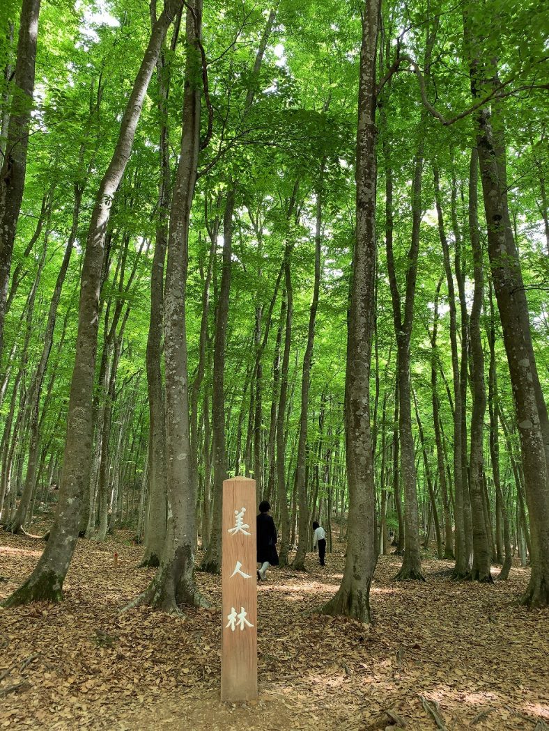 美人林と特製肉みそ麺